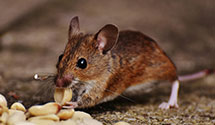 24 Hour & Emergency Exterminators in Snicarte, IL